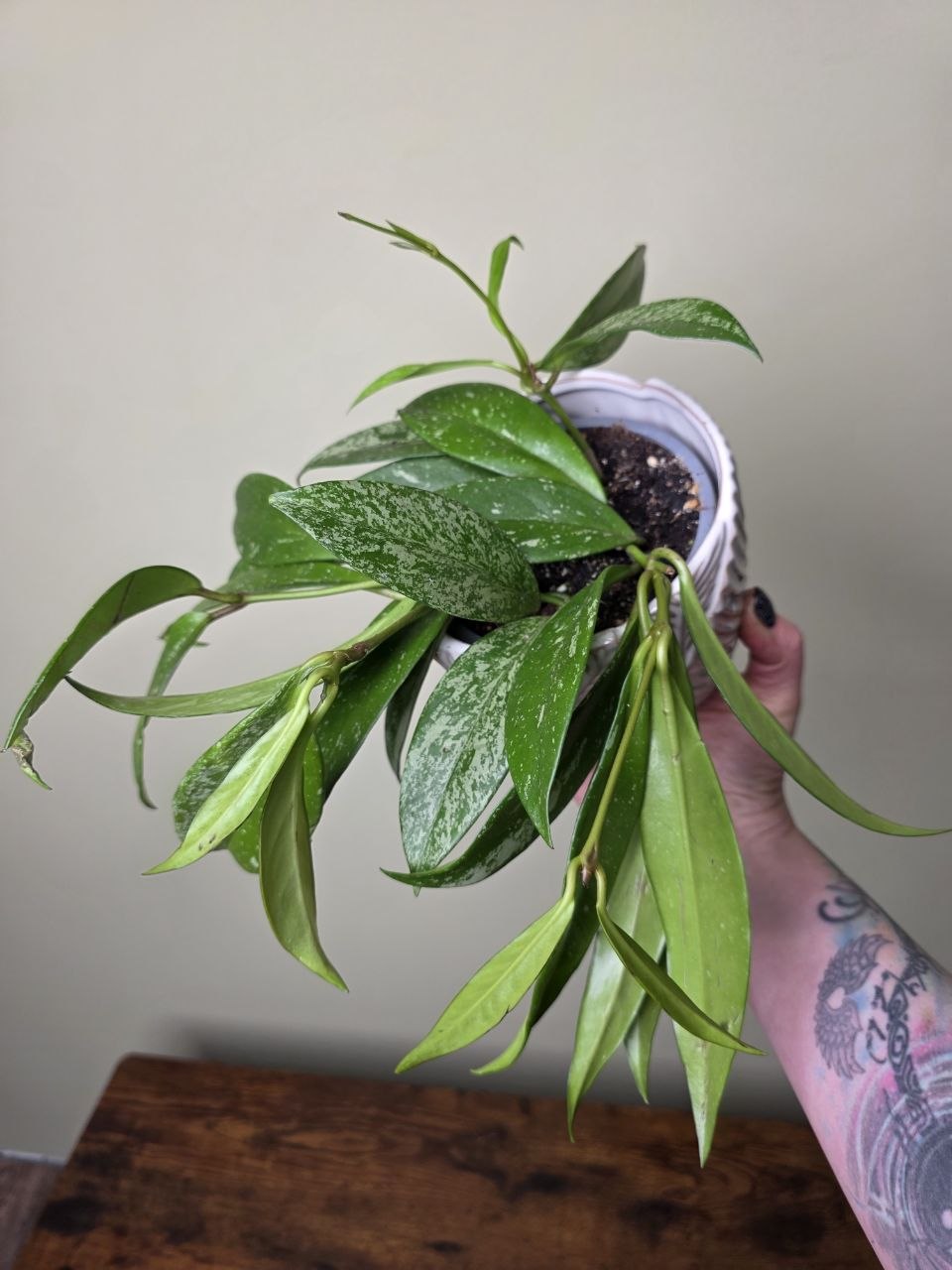 Hoya Silverspots 12 cm