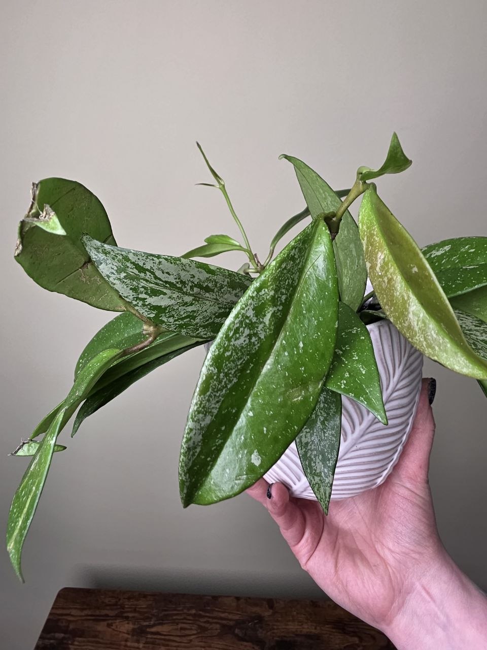 Hoya Silverspots 12 cm