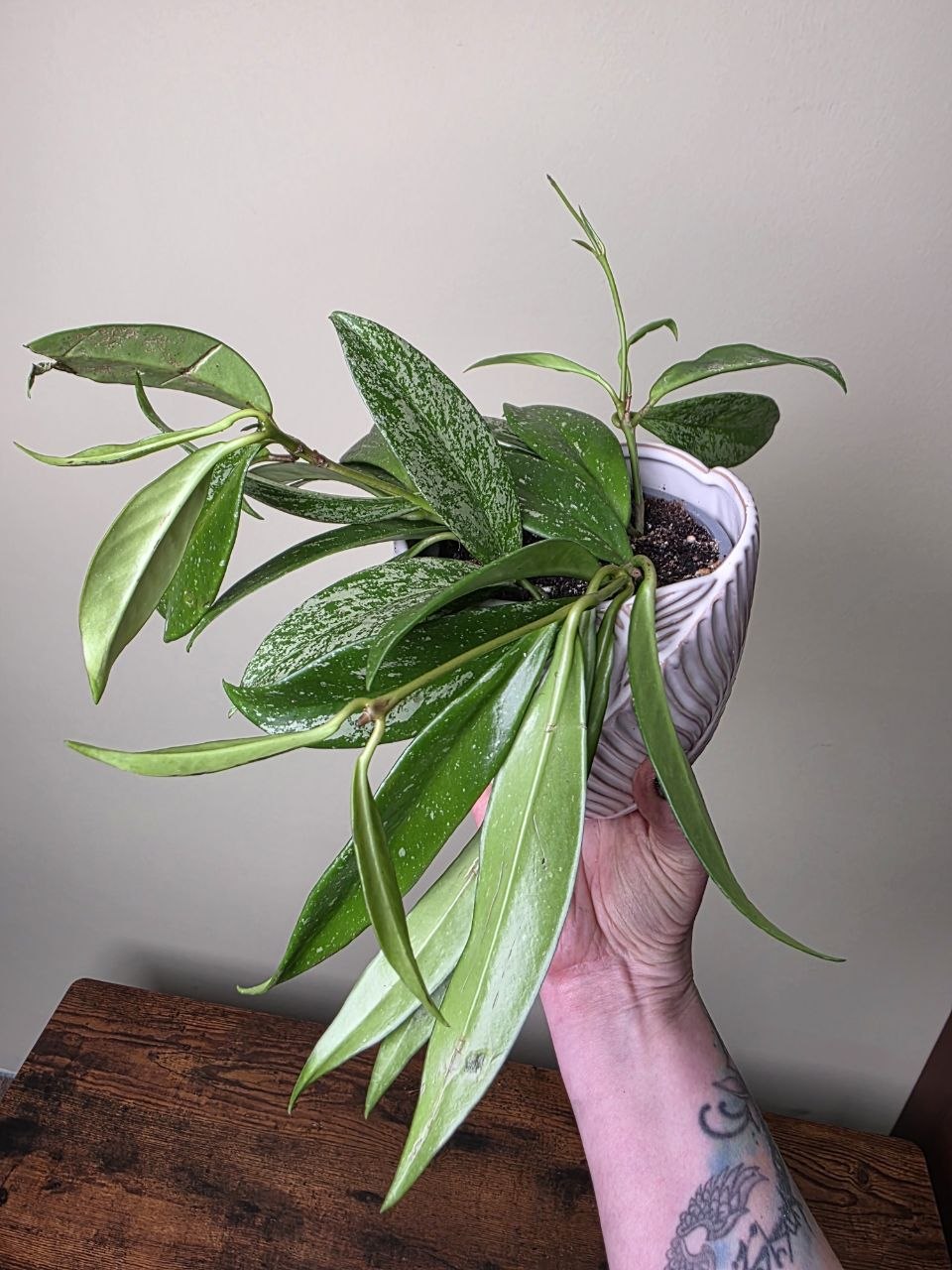 Hoya Silverspots 12 cm