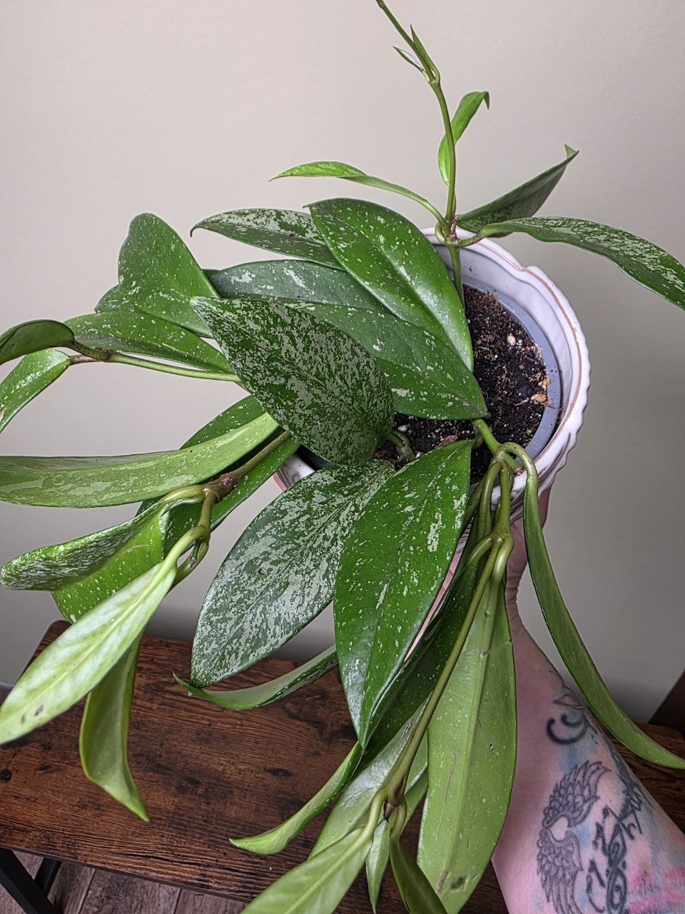 Hoya Silverspots 12 cm