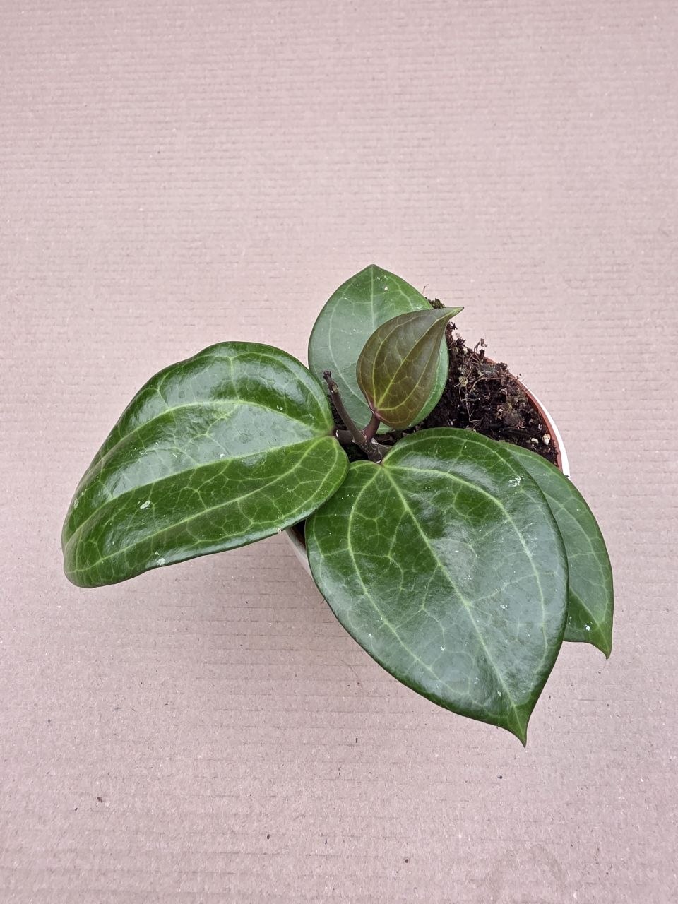 Hoya Sarawak, raritní 