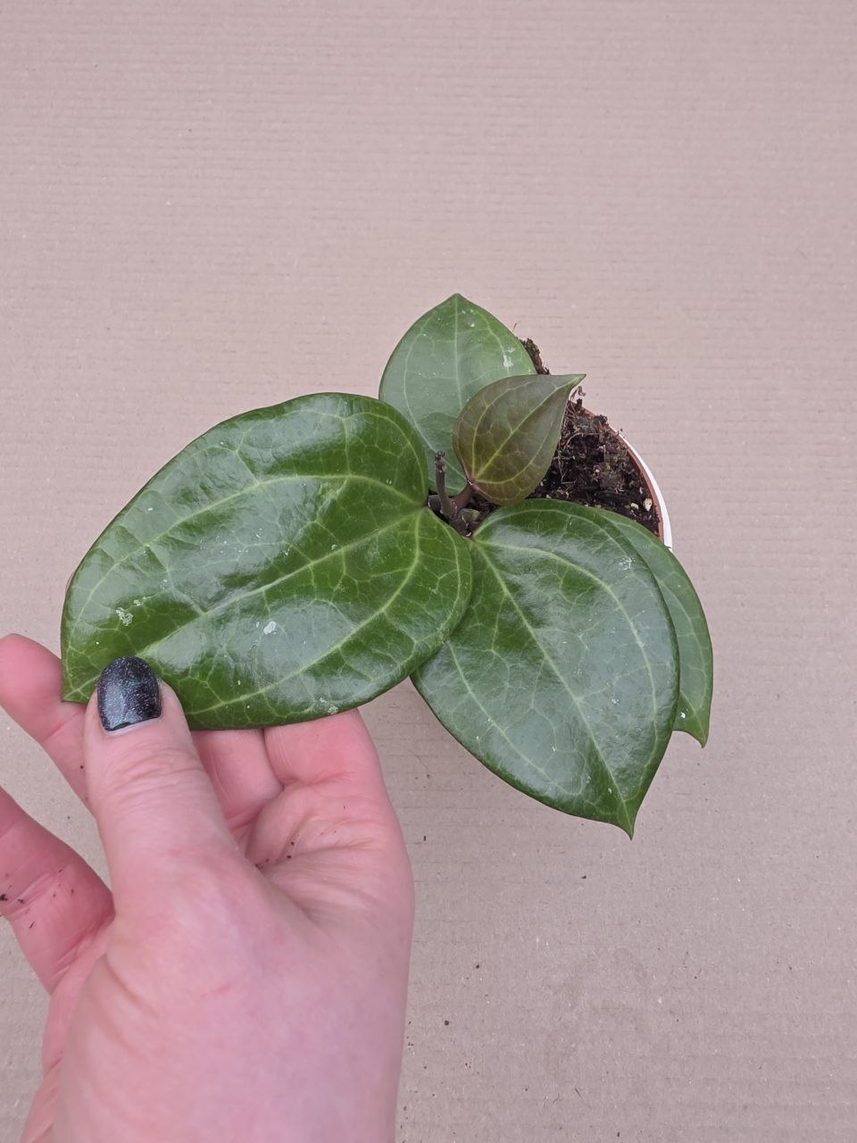 Hoya Sarawak, raritní 
