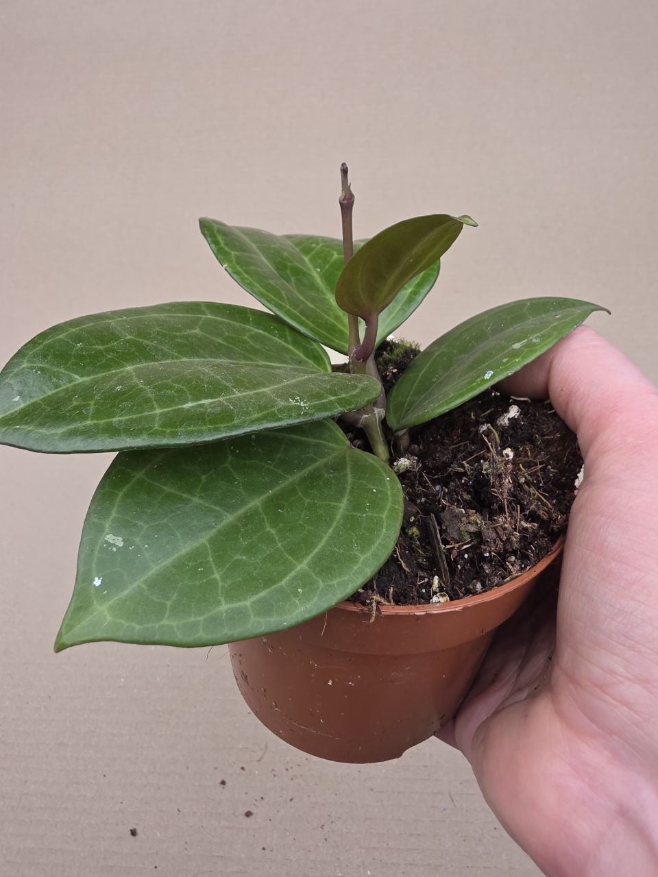 Hoya Sarawak, raritní 