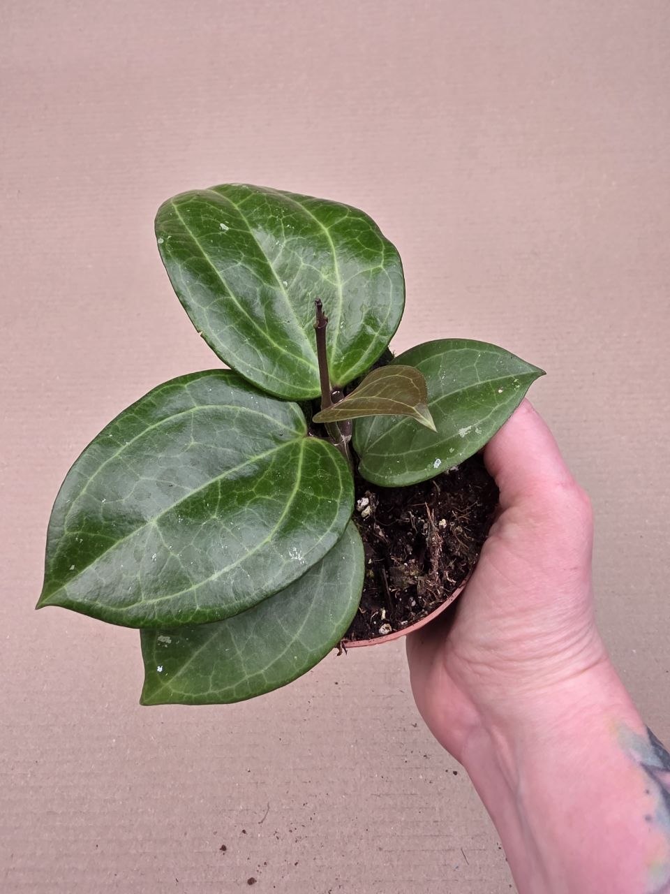 Hoya Sarawak, raritní 