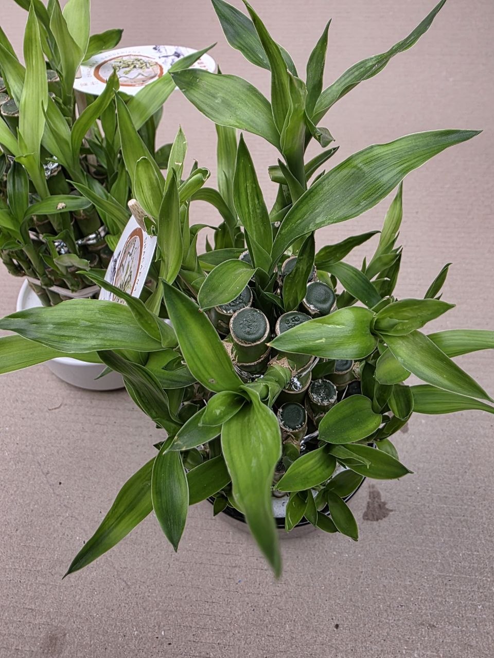 Bambus LUCKY BAMBOO piramida v keramickém obalu