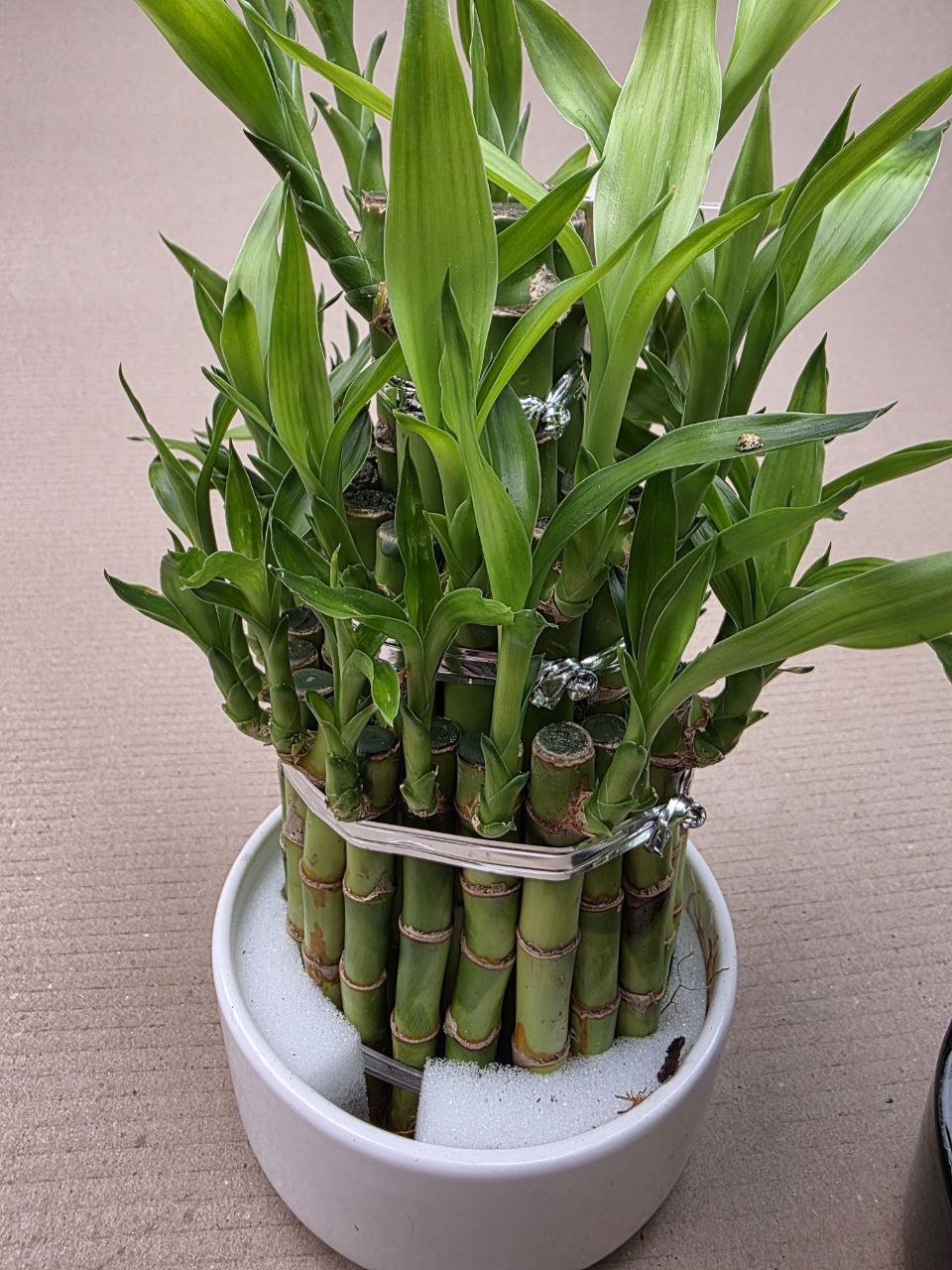 Bambus LUCKY BAMBOO piramida v keramickém obalu