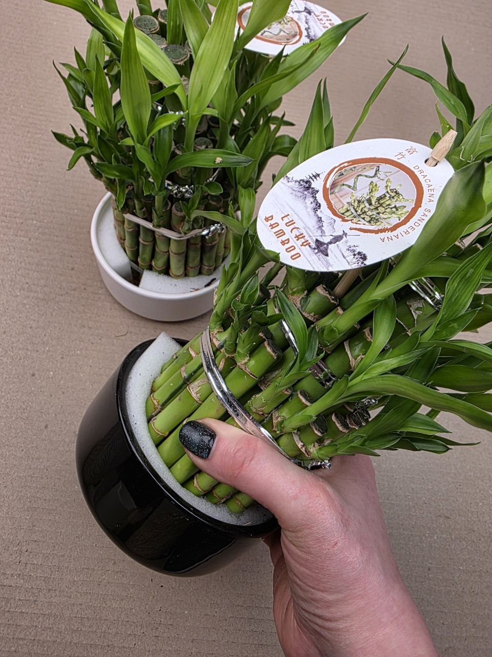 Bambus LUCKY BAMBOO piramida v keramickém obalu