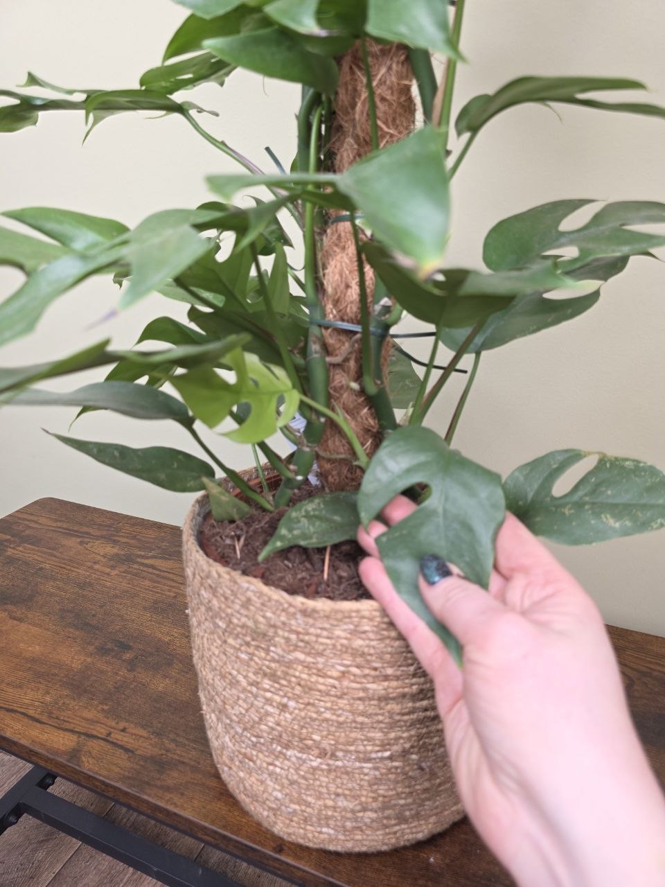 Rhapidophora Tetrasperma na kmínku XXL