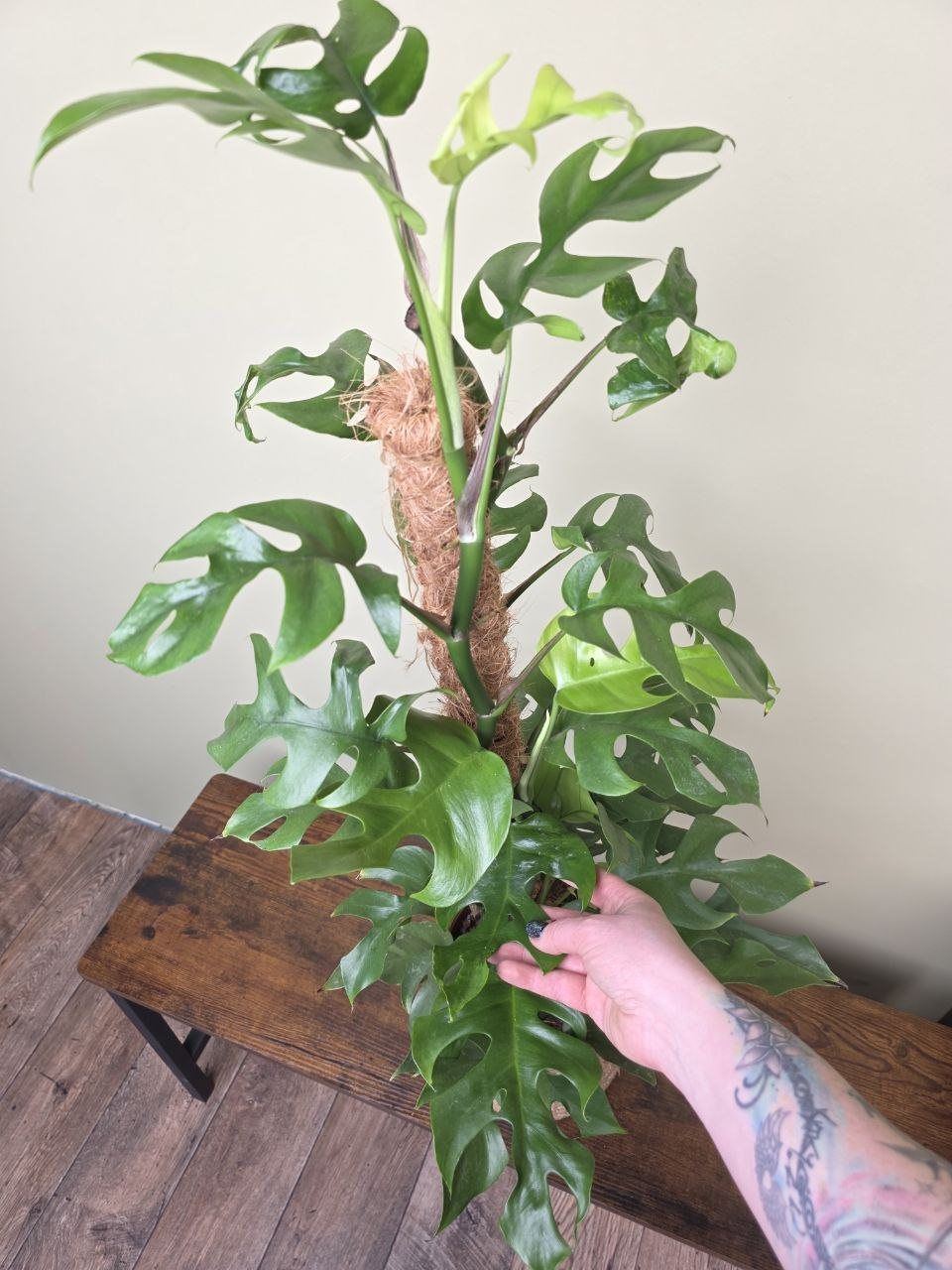 Rhapidophora Tetrasperma na kmínku XXL