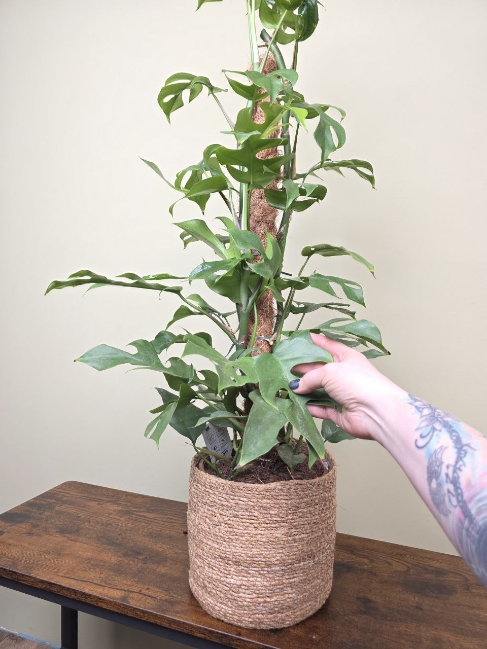 Rhapidophora Tetrasperma na kmínku XXL