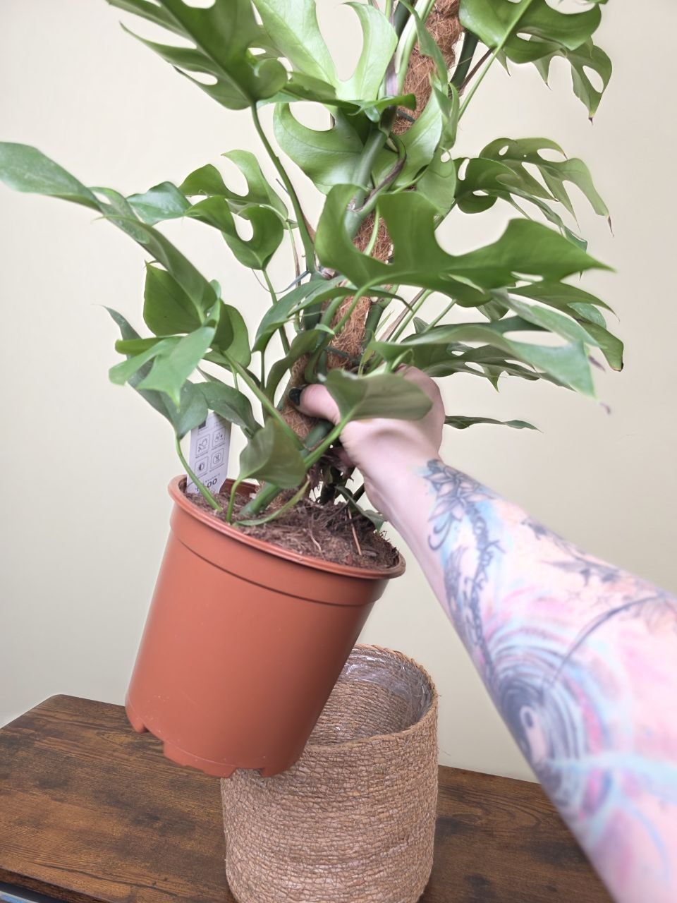 Rhapidophora Tetrasperma na kmínku XXL