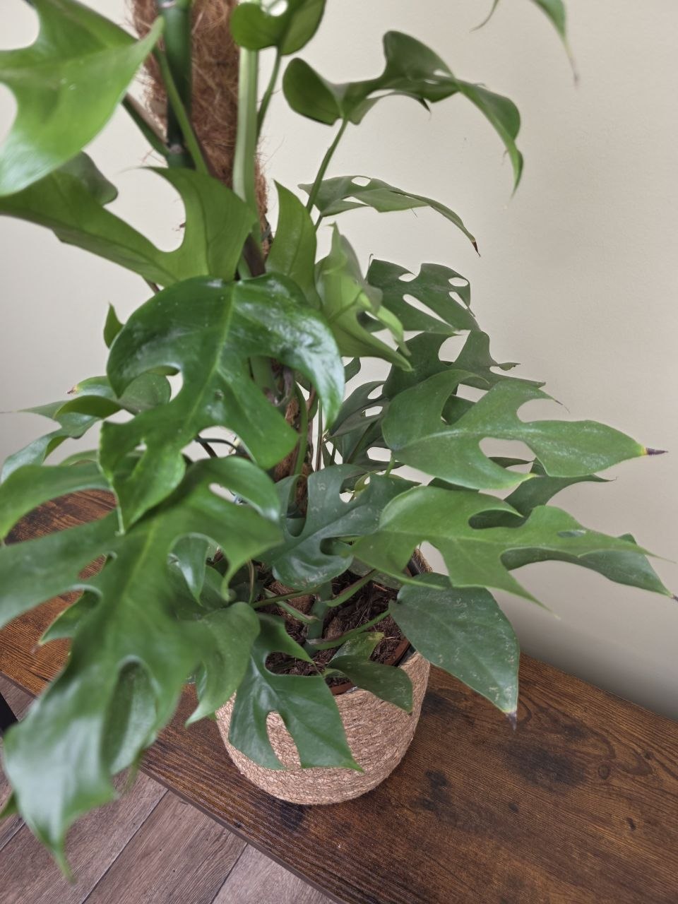 Rhapidophora Tetrasperma na kmínku XXL