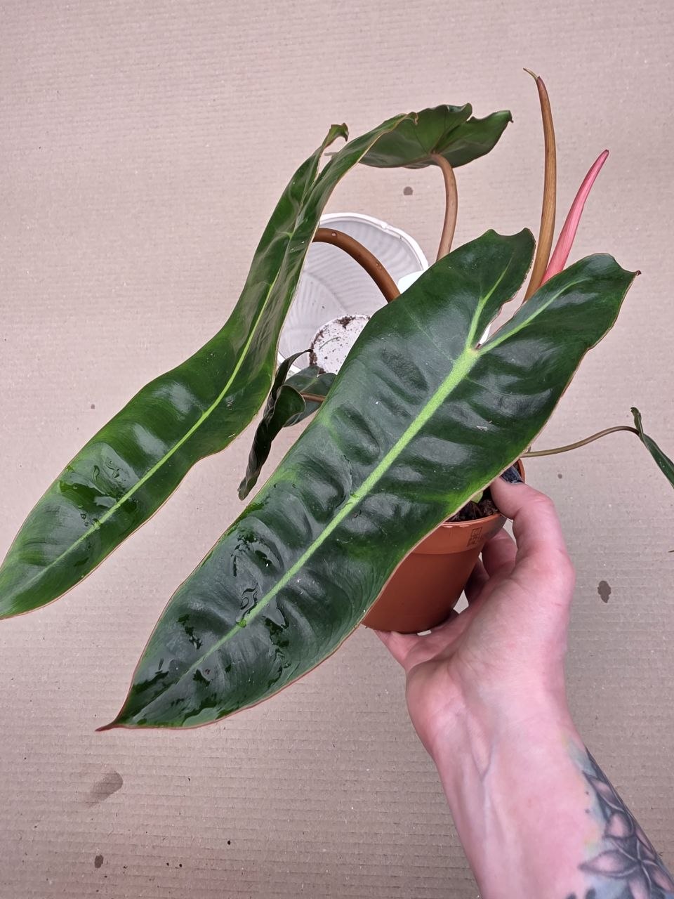 Philodendron Billietiae