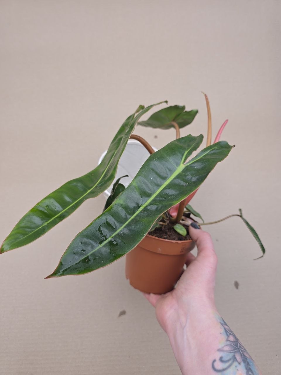 Philodendron Billietiae