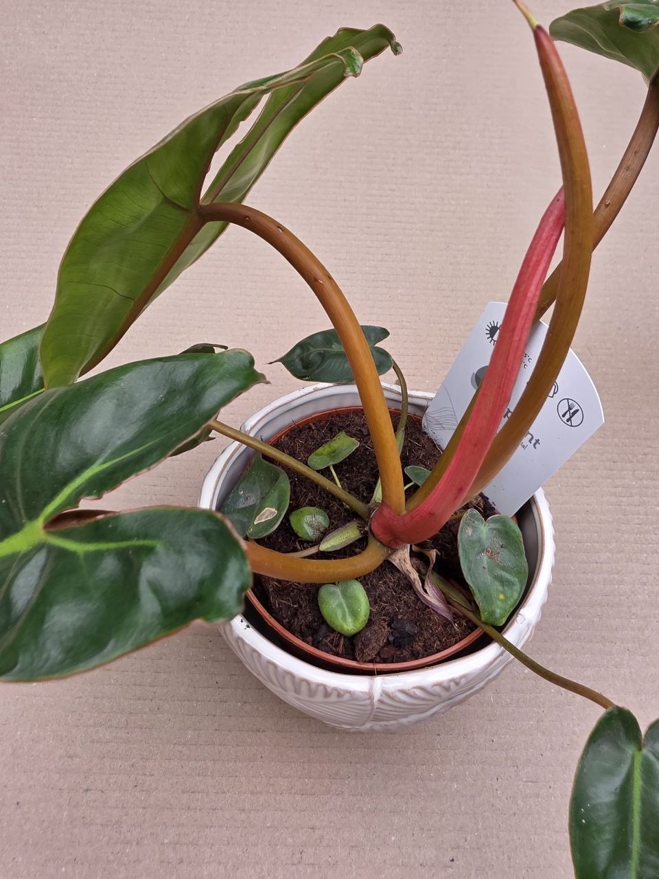 Philodendron Billietiae
