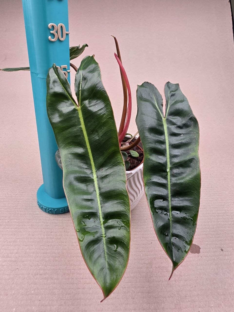 Philodendron Billietiae