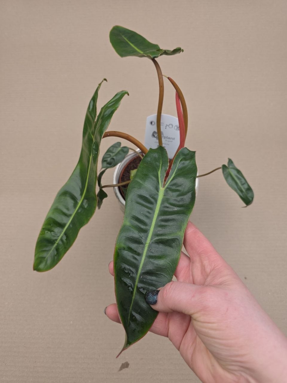 Philodendron Billietiae
