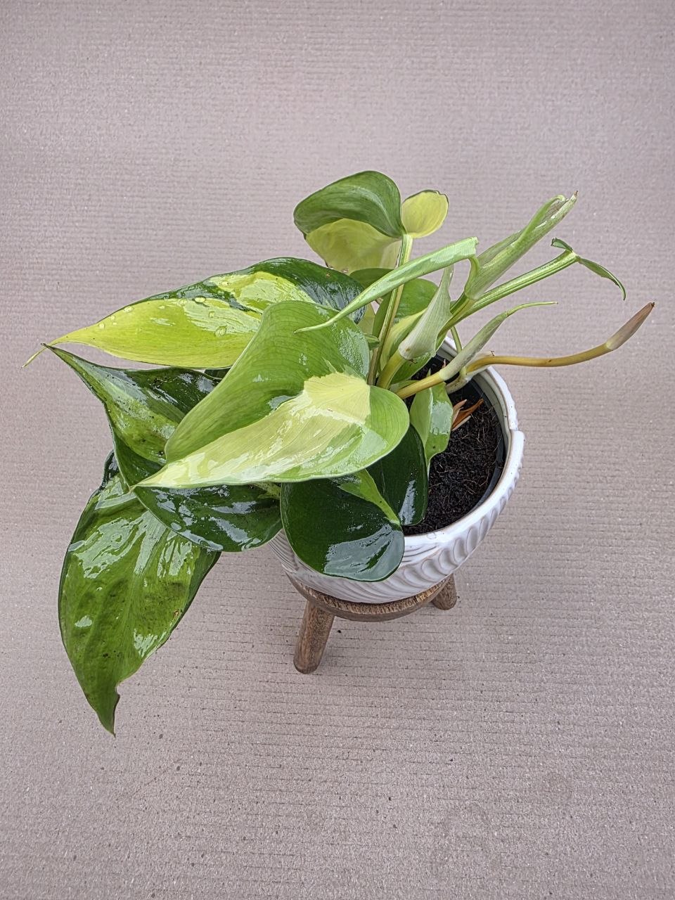 Philodendron Scandens Brasil 