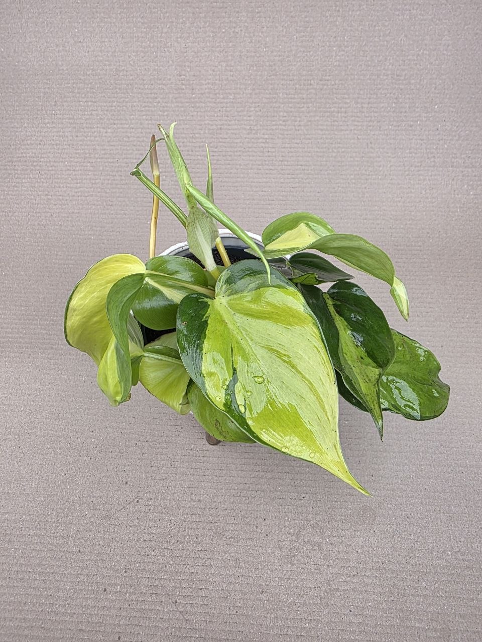 Philodendron Scandens Brasil 