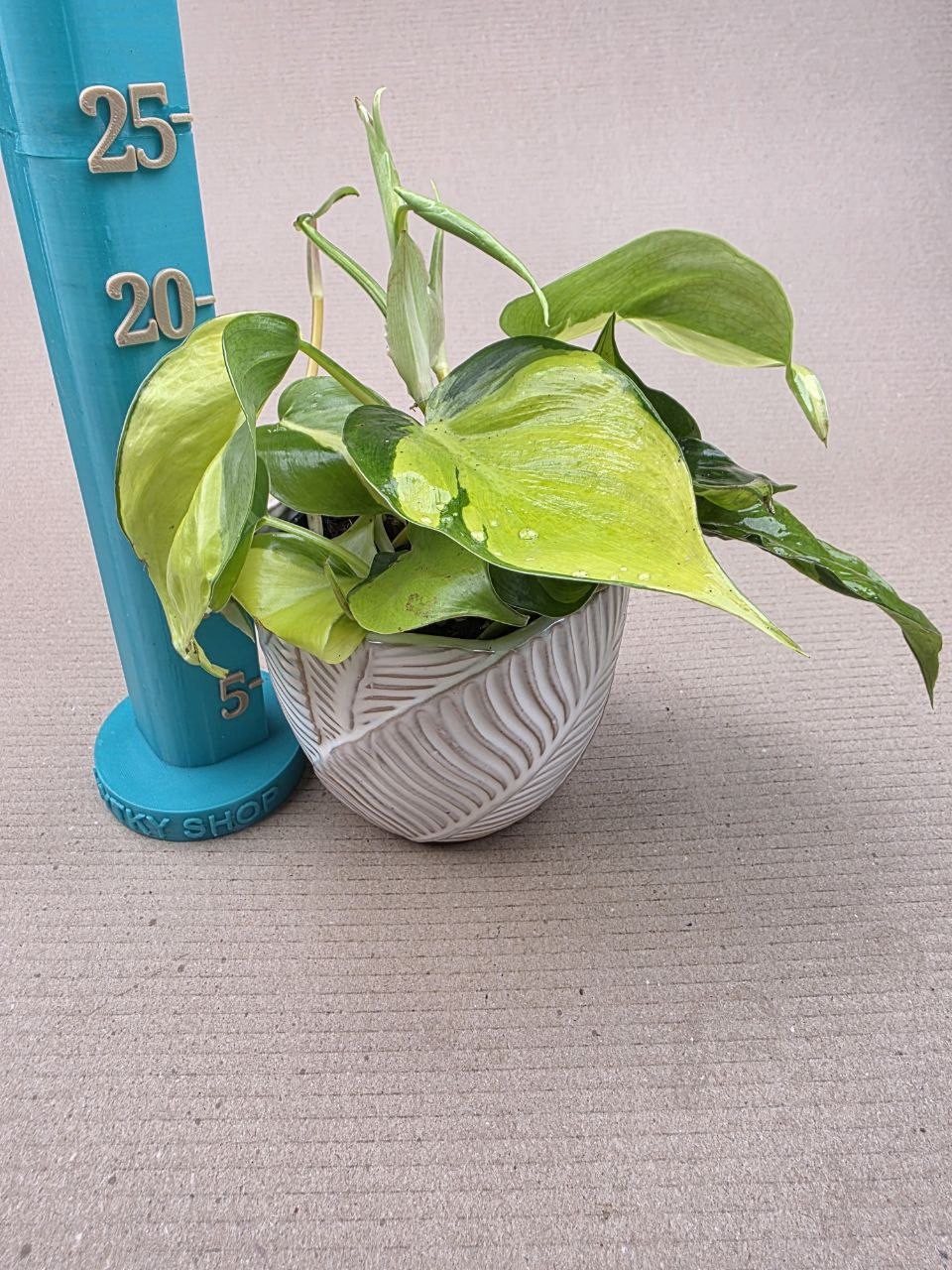 Philodendron Scandens Brasil 