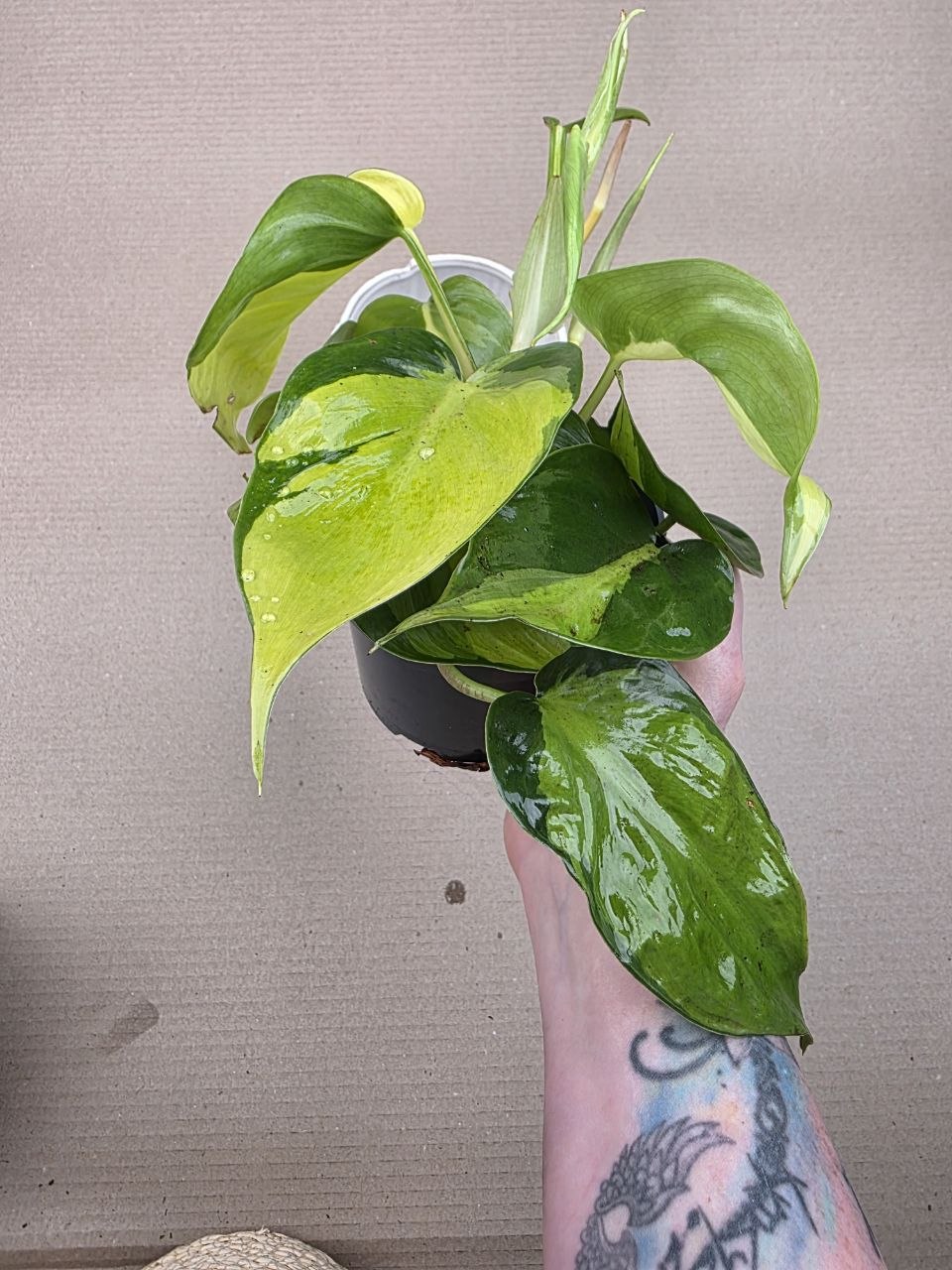 Philodendron Scandens Brasil 