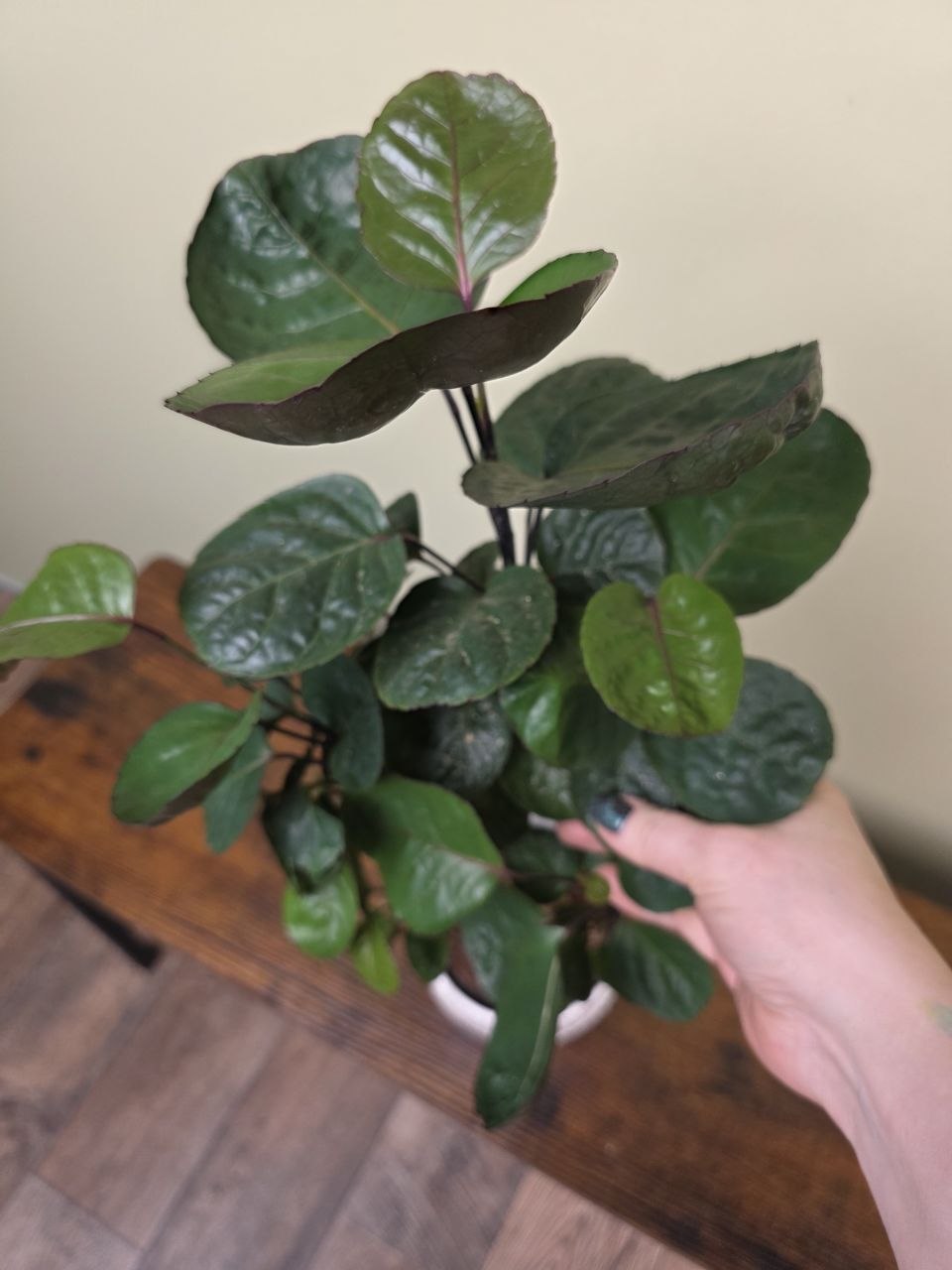 Polyscias Fabian 