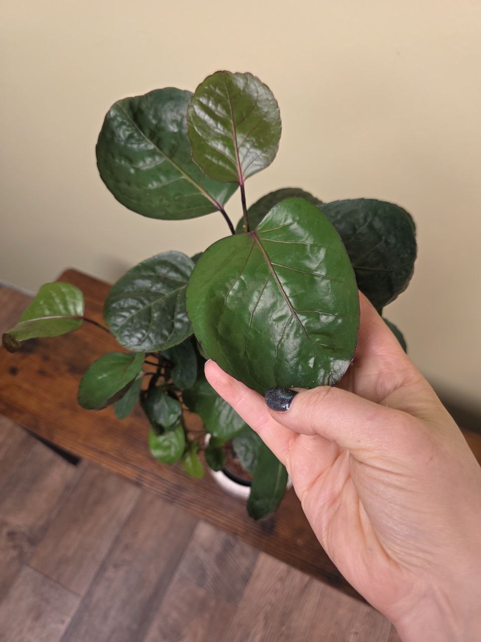 Polyscias Fabian 