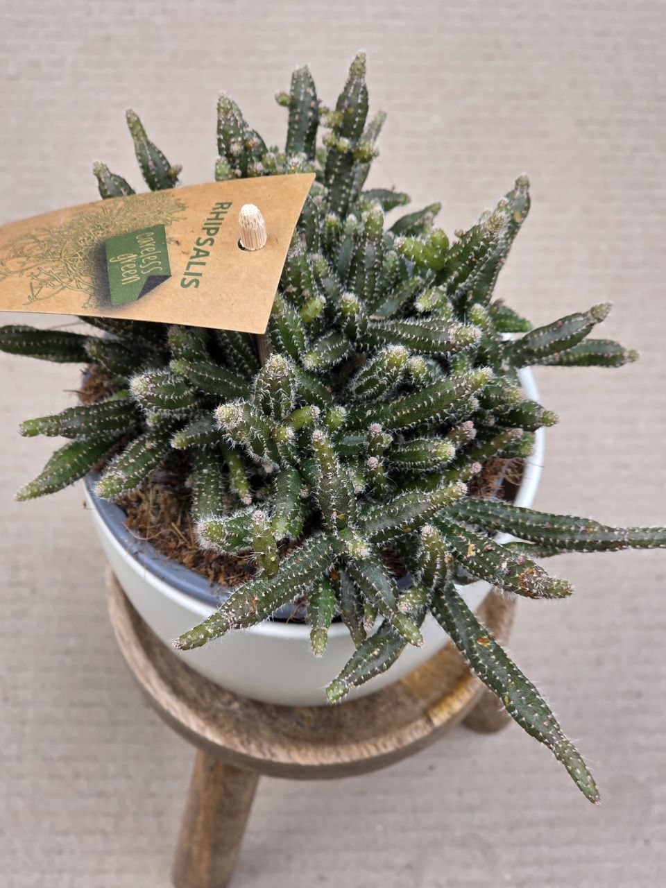 Rhipsalis Horrida 