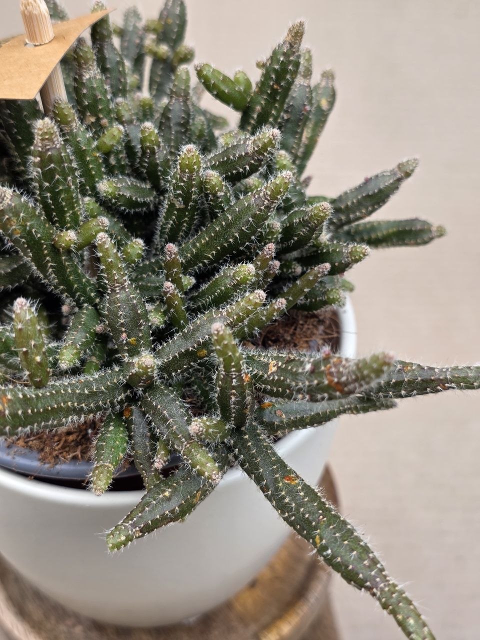 Rhipsalis Horrida 
