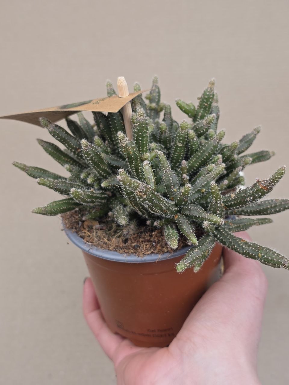 Rhipsalis Horrida 