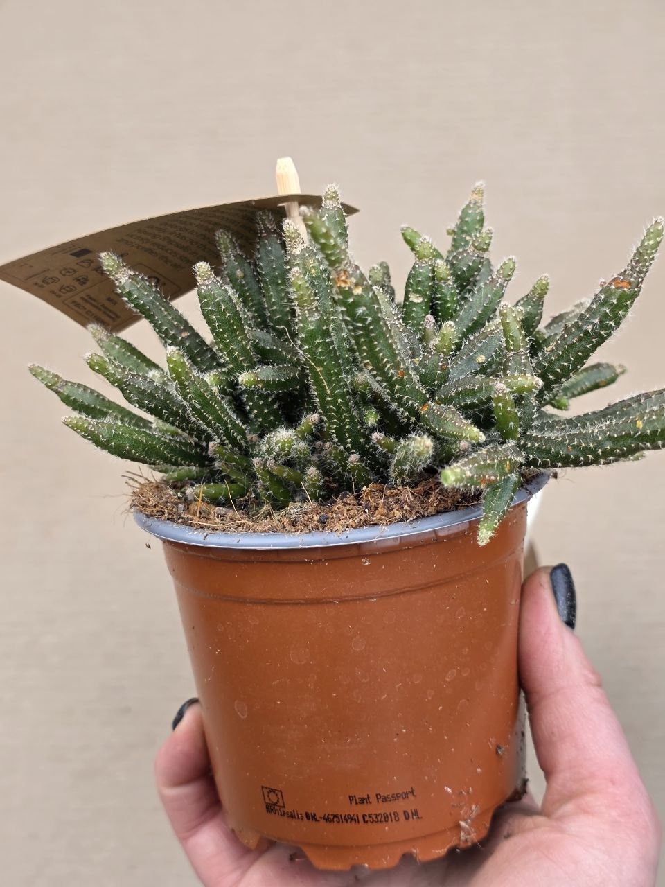 Rhipsalis Horrida 