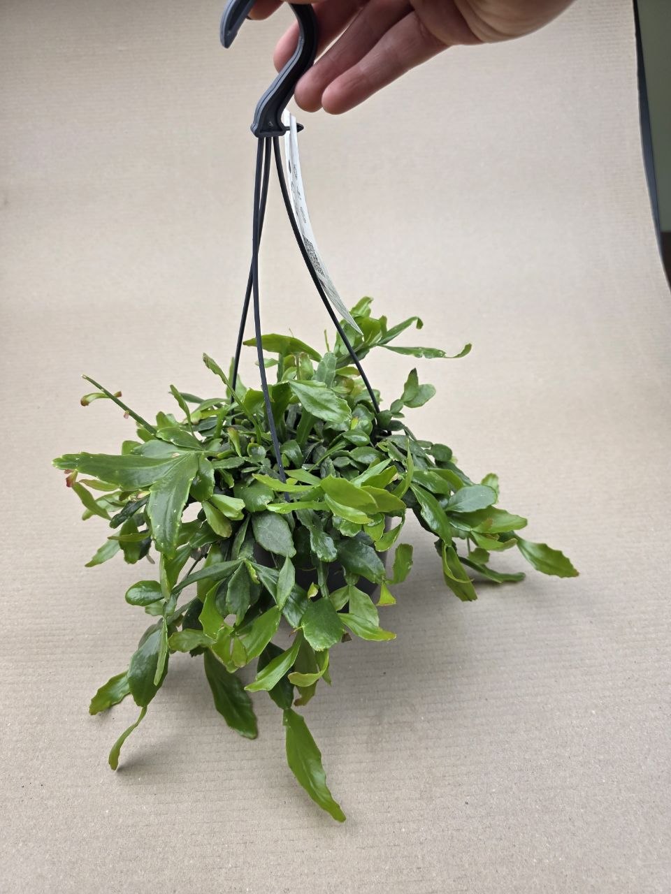 Rhipsalis Crispata závěs