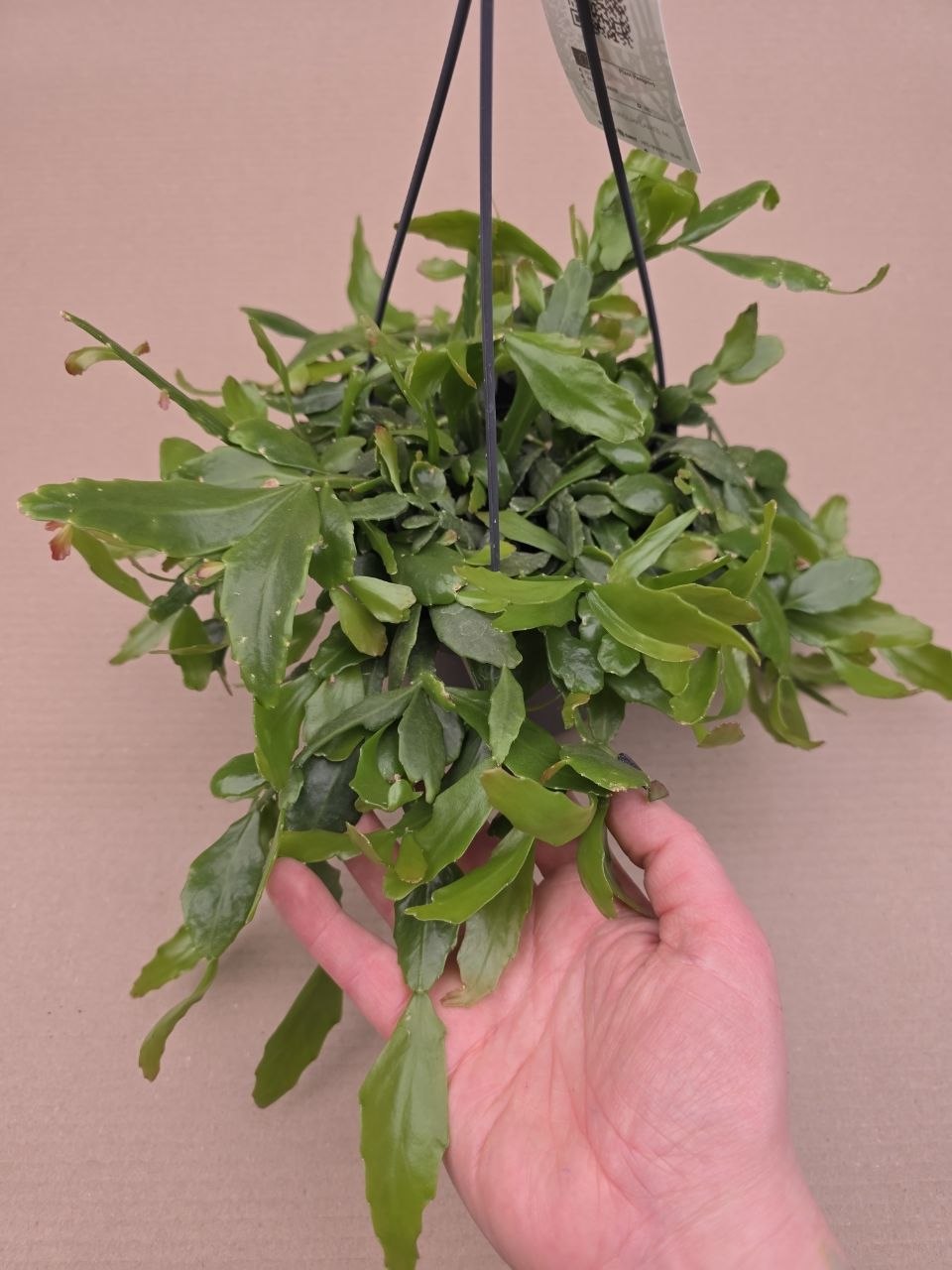 Rhipsalis Crispata závěs