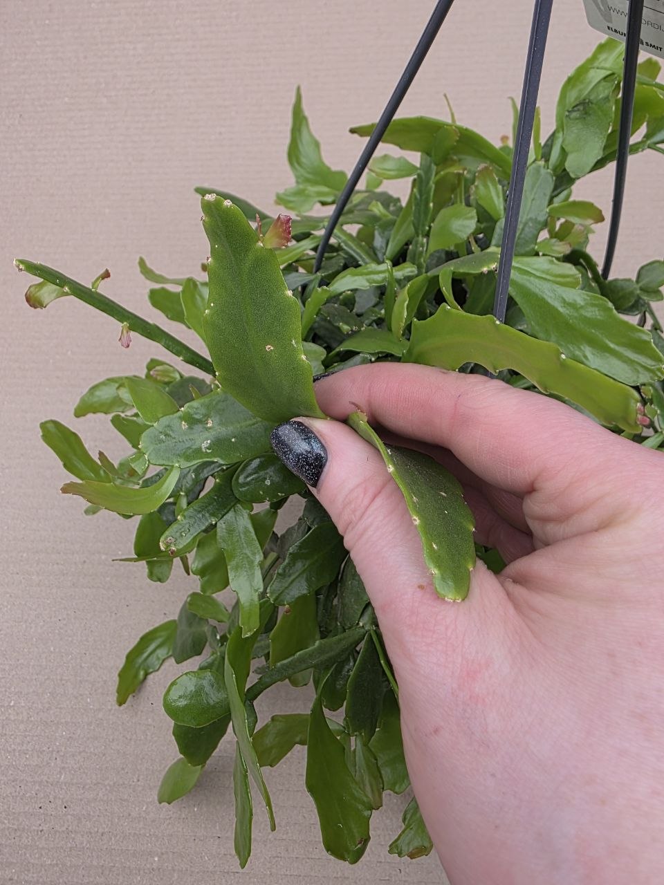 Rhipsalis Crispata závěs
