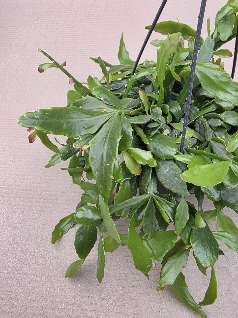 Rhipsalis Crispata závěs