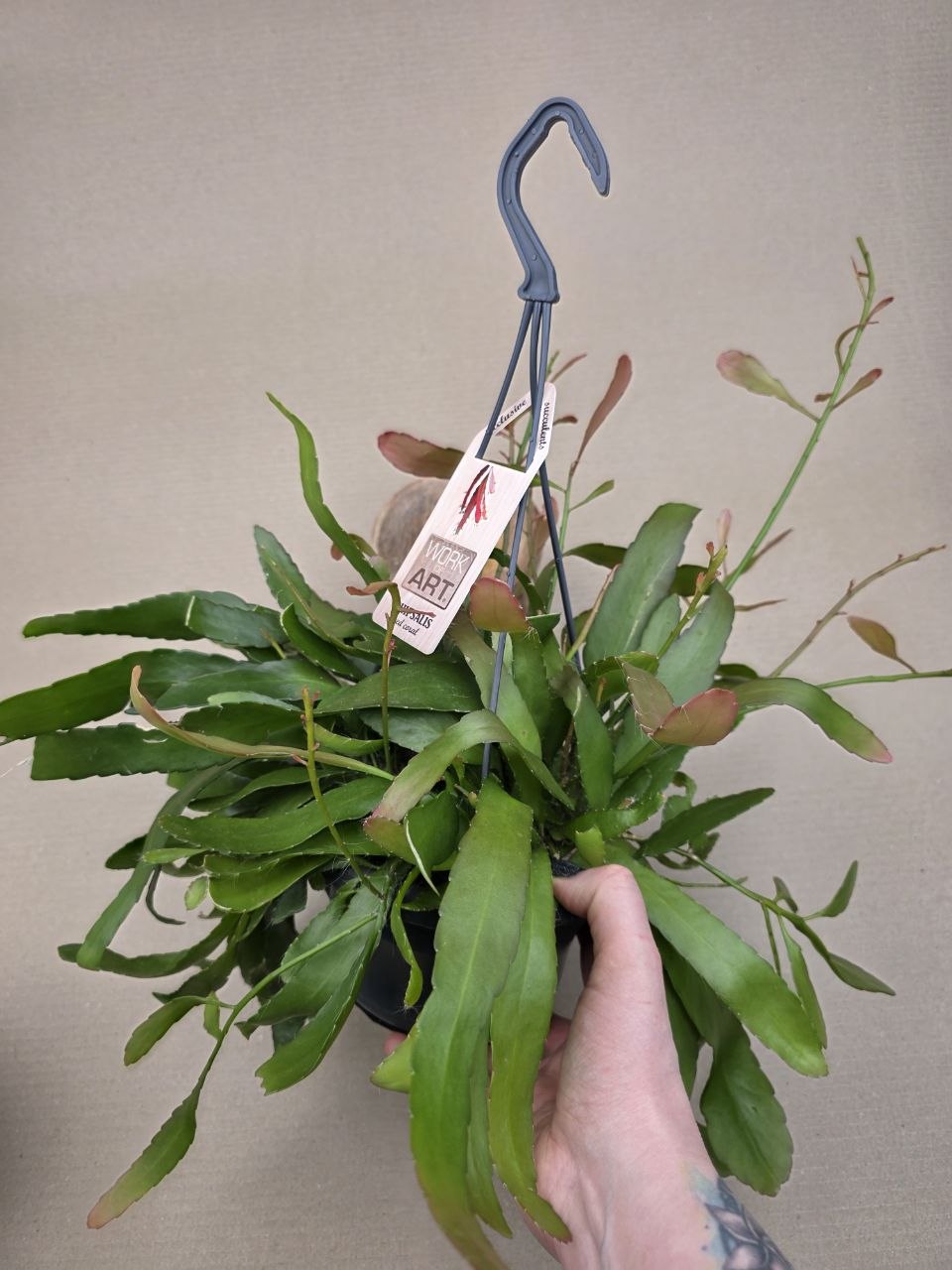 Rhipsalis Red Coral závěs 