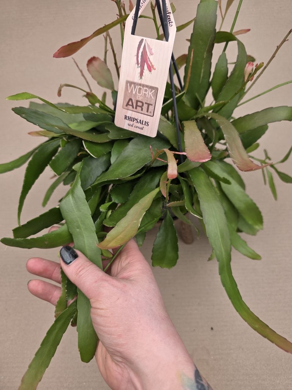 Rhipsalis Red Coral závěs 