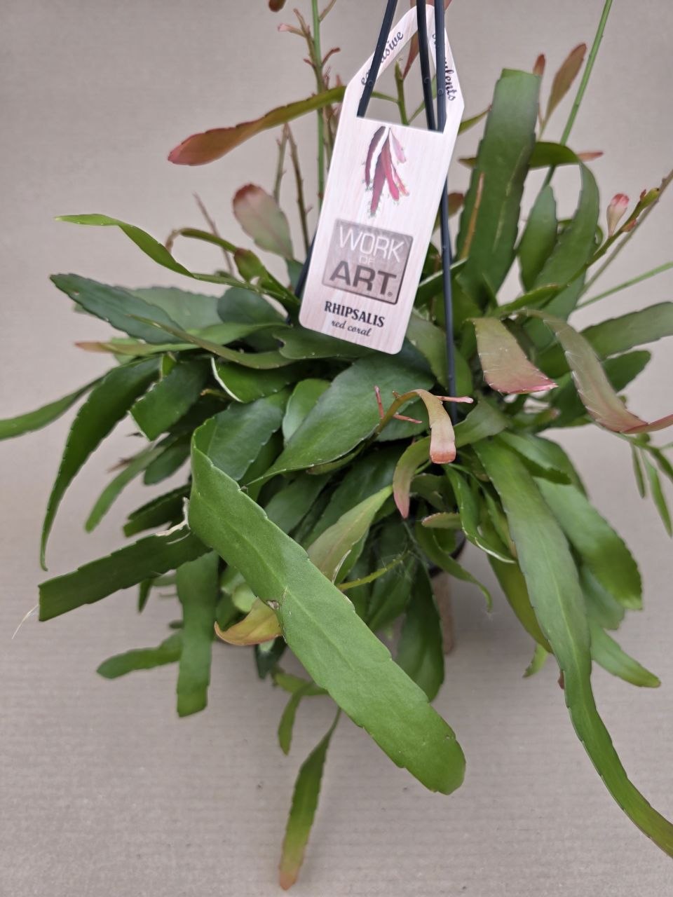 Rhipsalis Red Coral závěs 