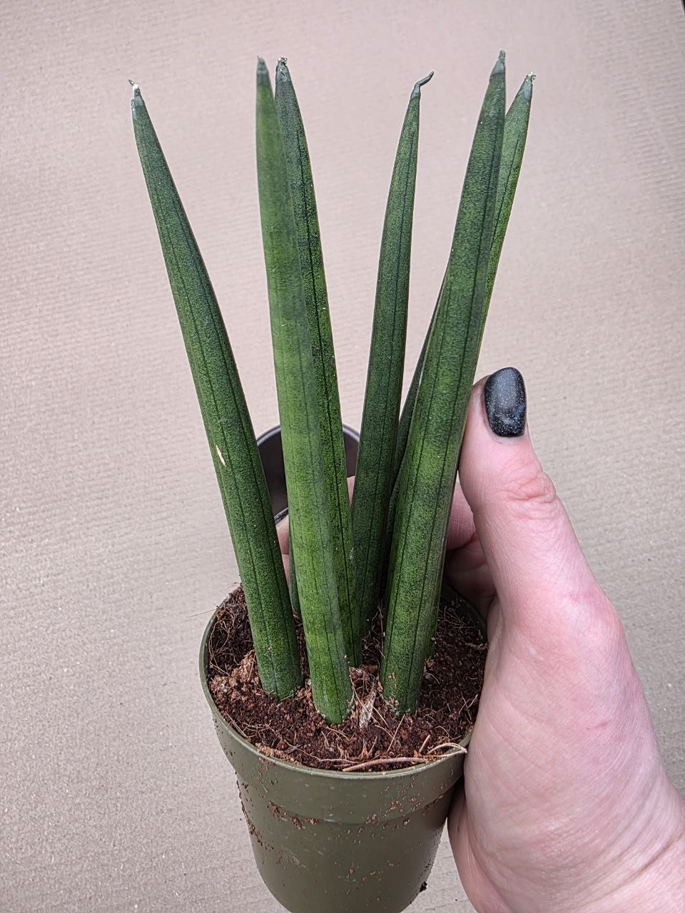 Sansevieria Cylindrica silné výhony