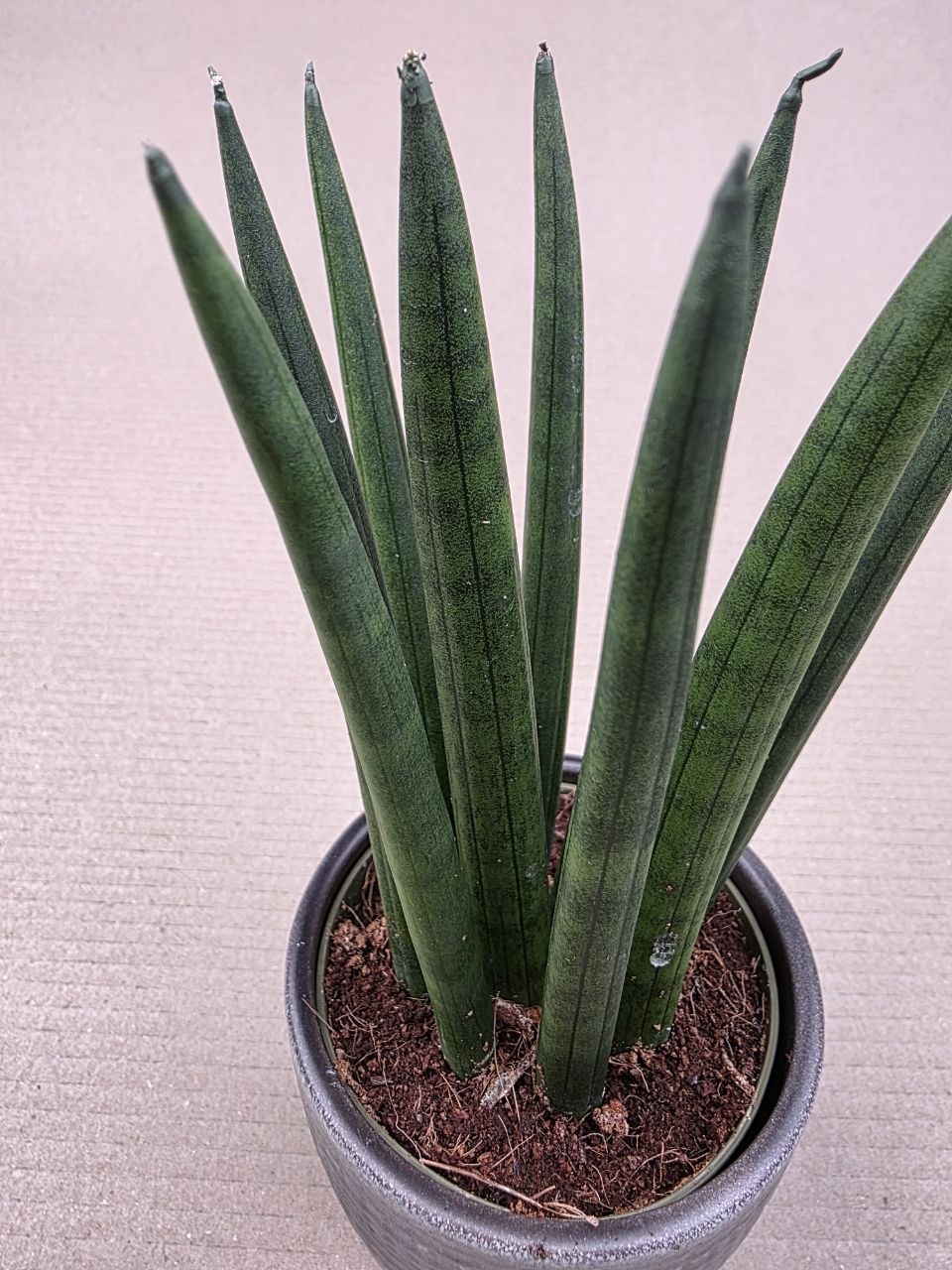 Sansevieria Cylindrica silné výhony