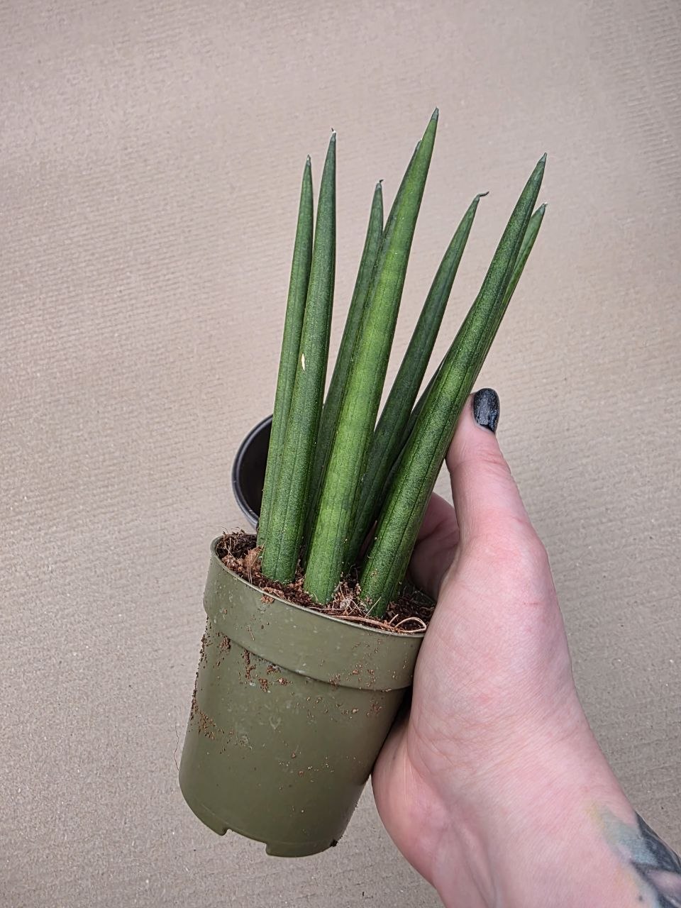 Sansevieria Cylindrica silné výhony