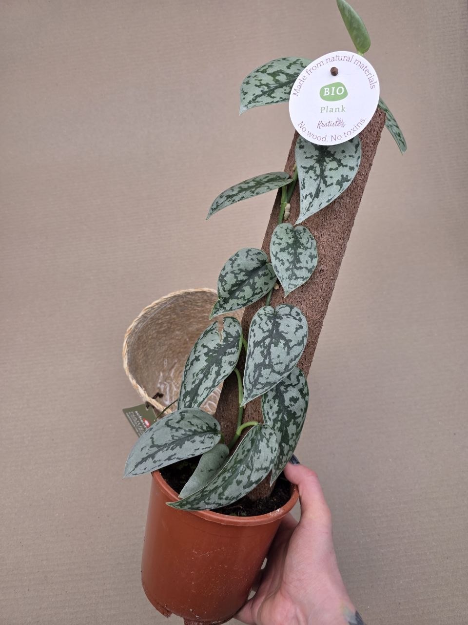 Scindapsus Silver Lady na opoře