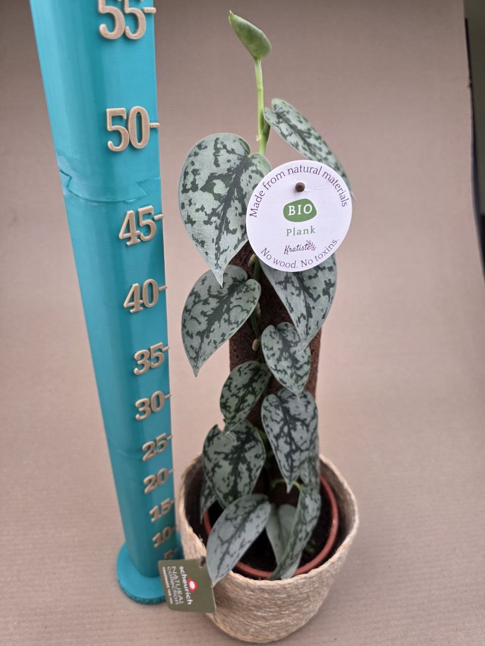 Scindapsus Silver Lady na opoře