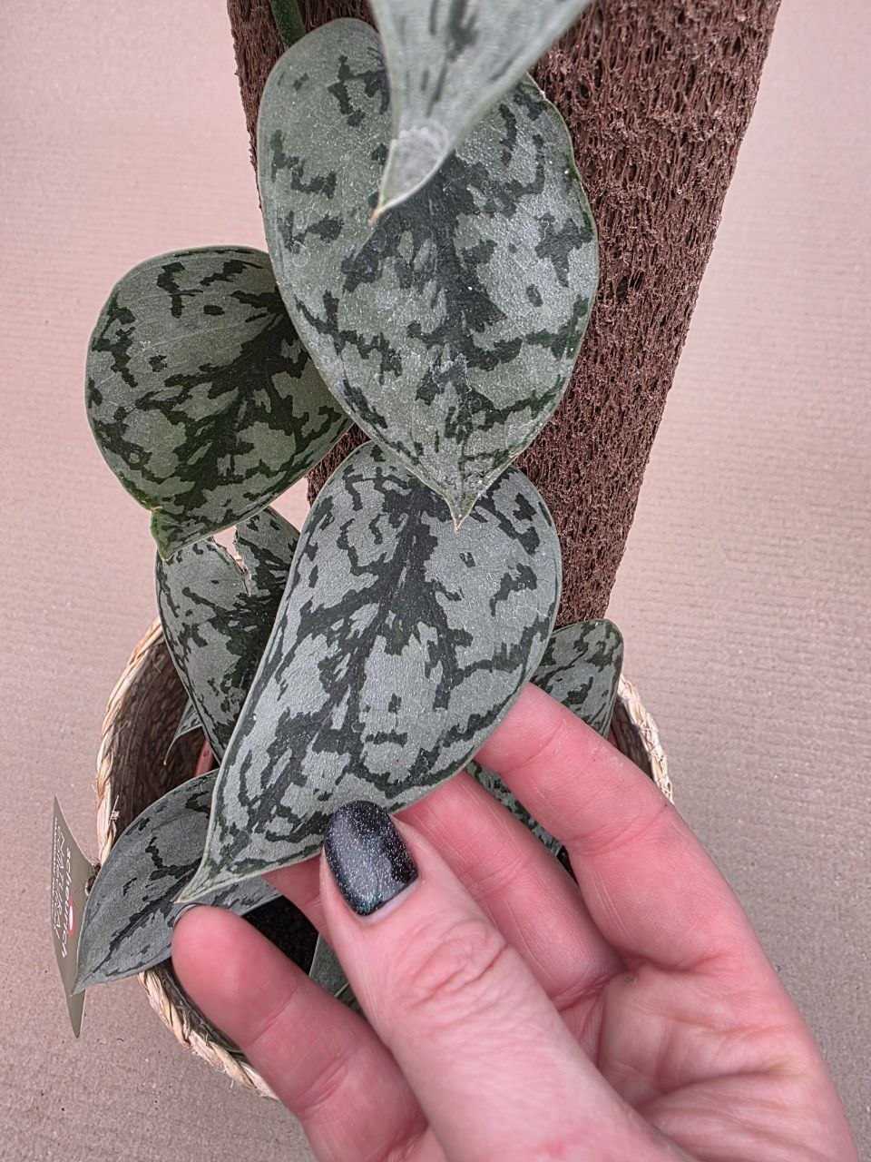 Scindapsus Silver Lady na opoře