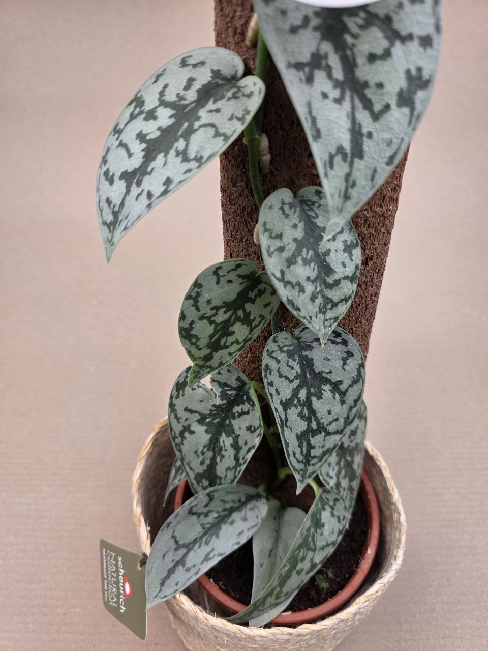 Scindapsus Silver Lady na opoře