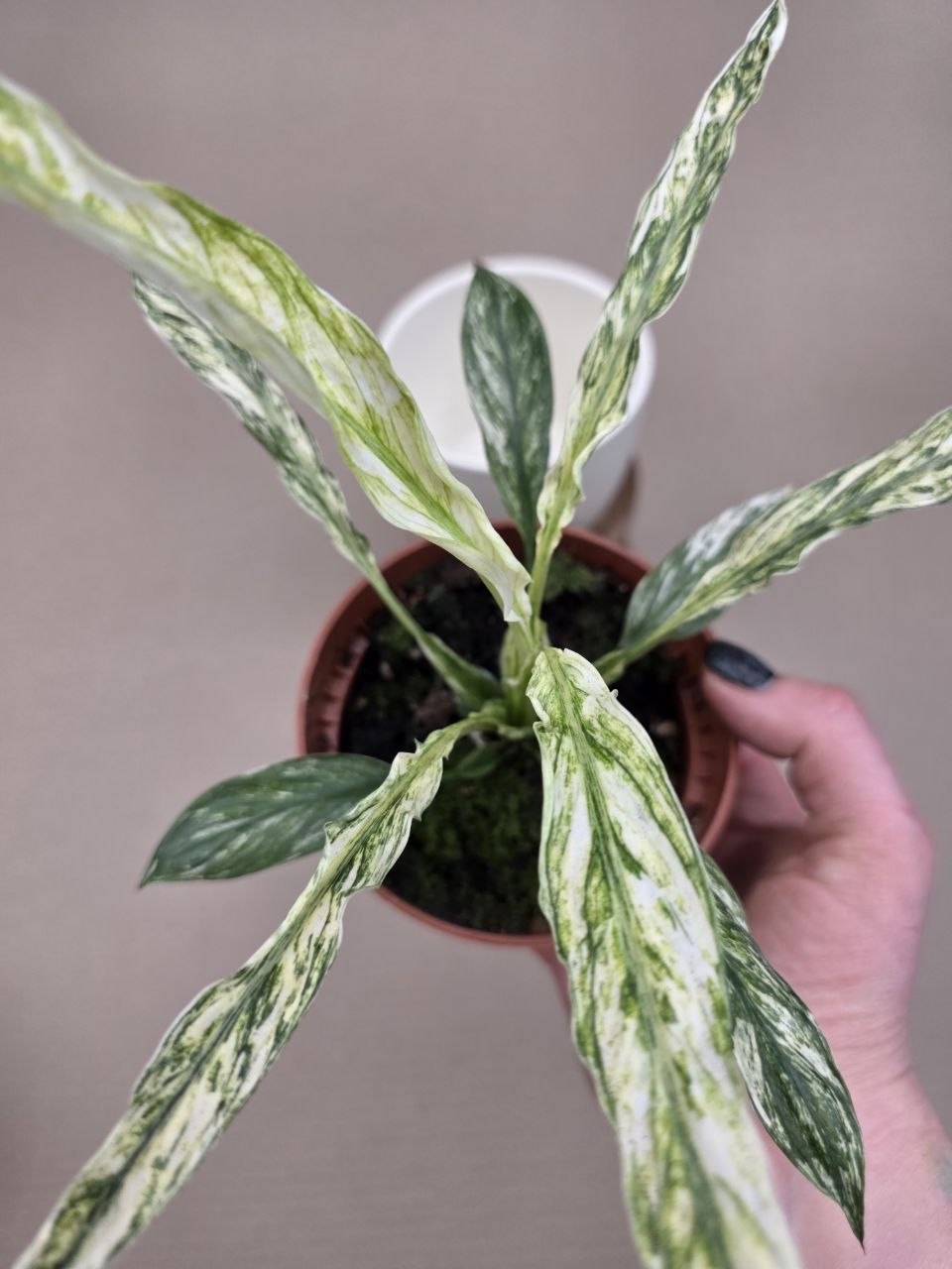 Spathiphyllum Sensation Variegata Raritka