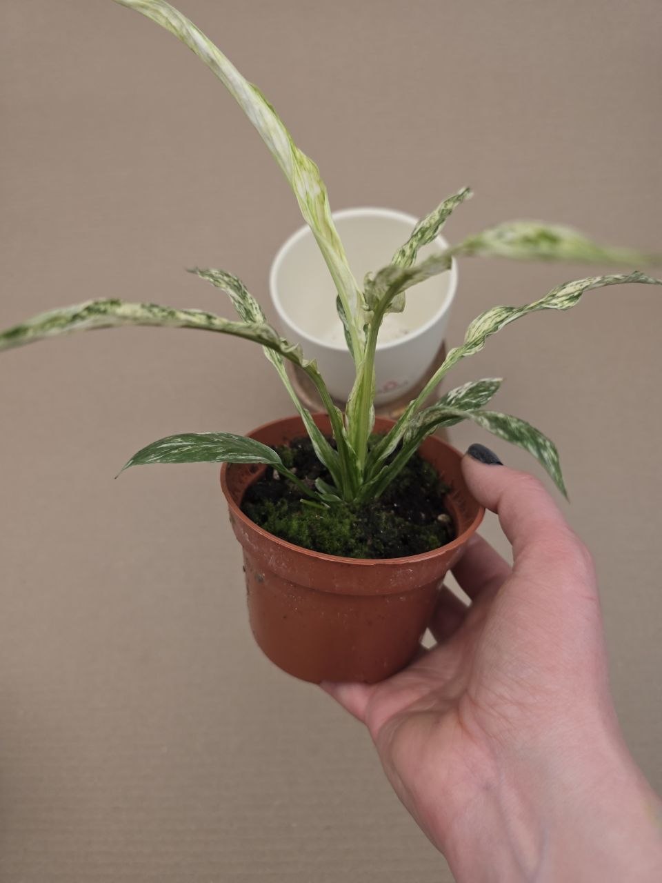 Spathiphyllum Sensation Variegata Raritka