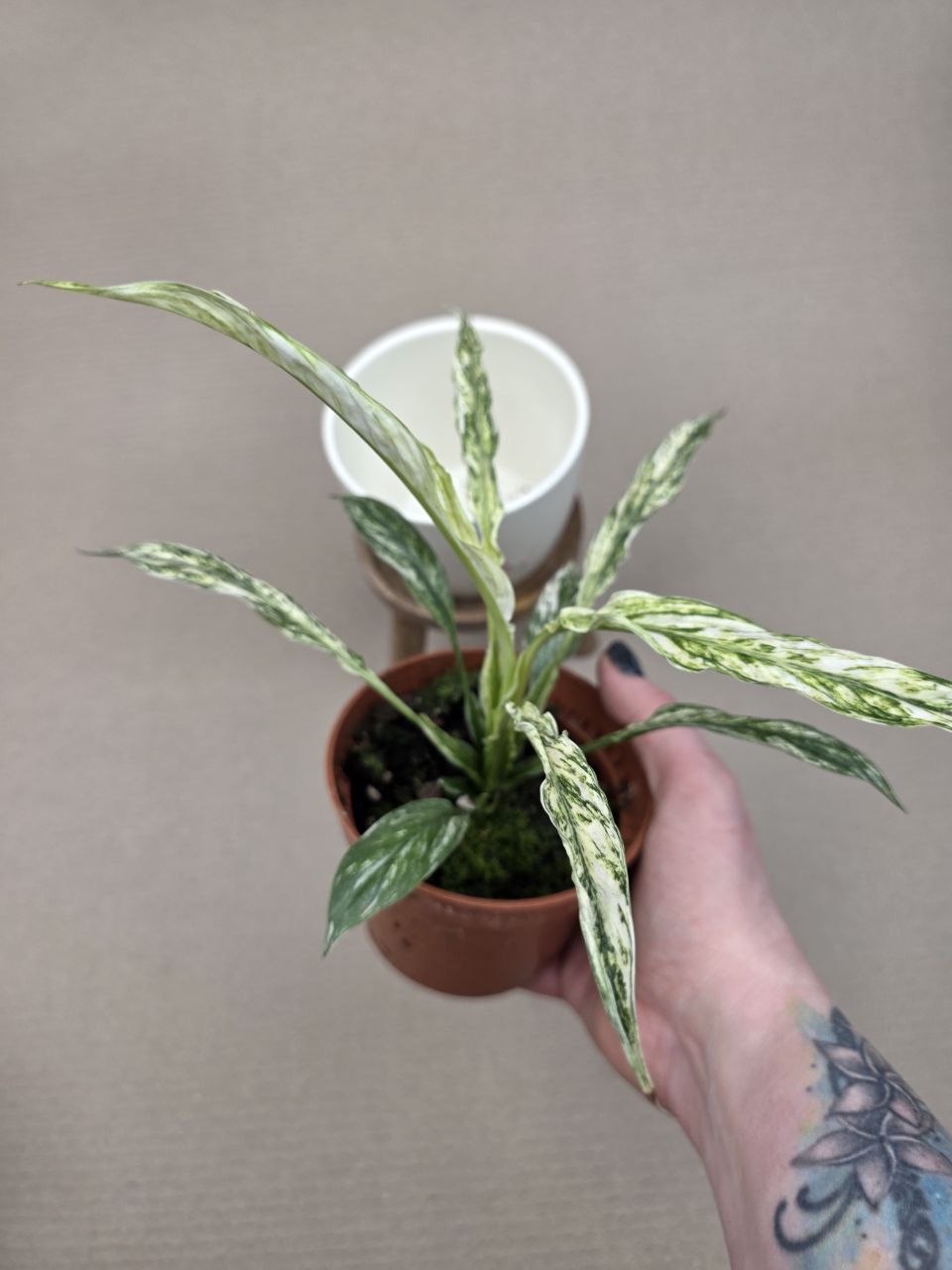 Spathiphyllum Sensation Variegata Raritka