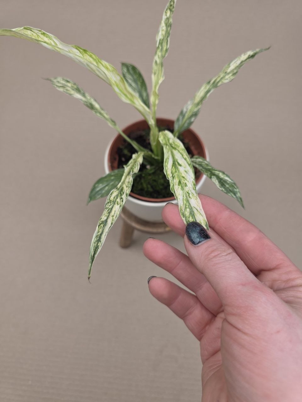 Spathiphyllum Sensation Variegata Raritka