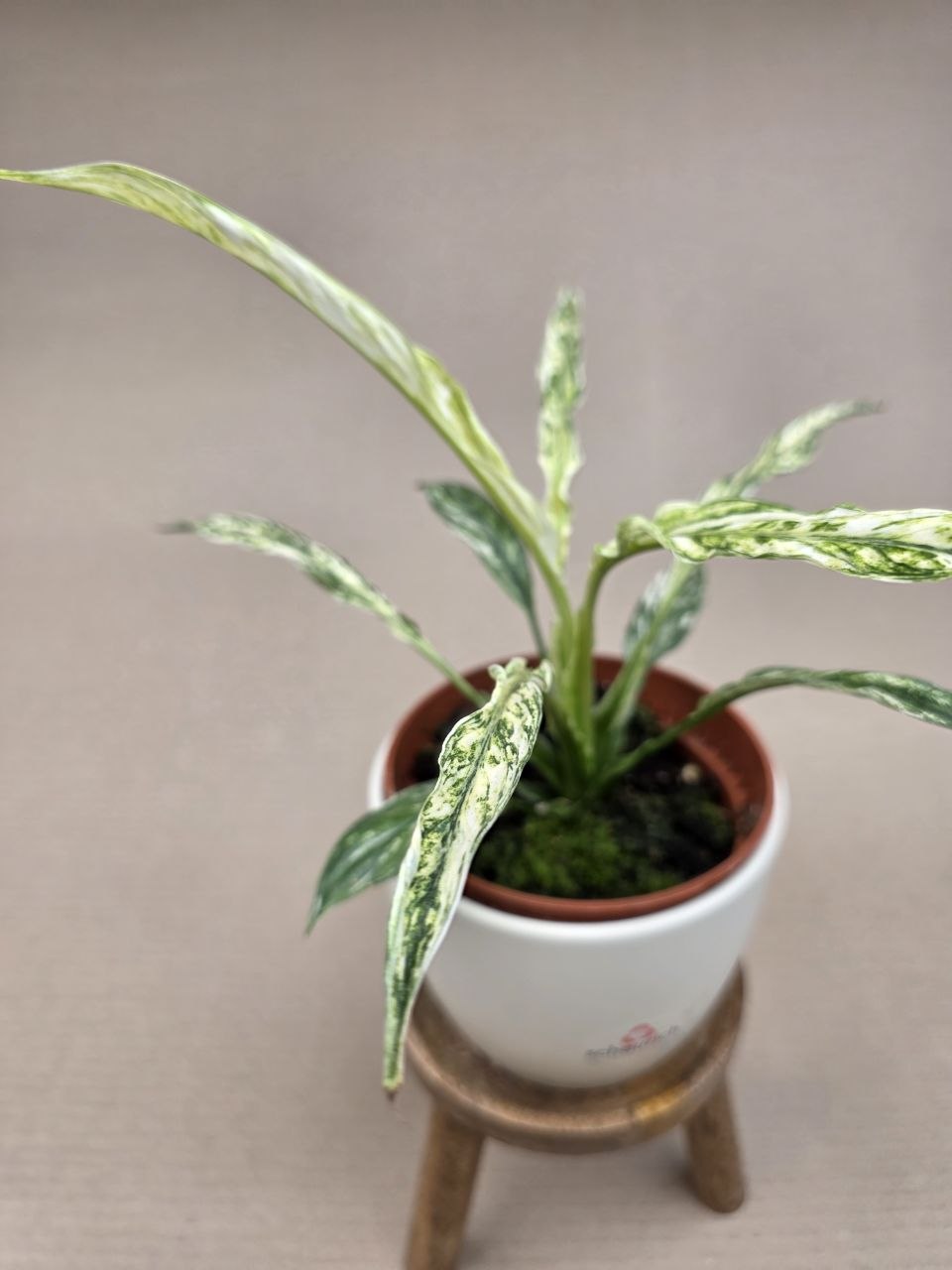Spathiphyllum Sensation Variegata Raritka